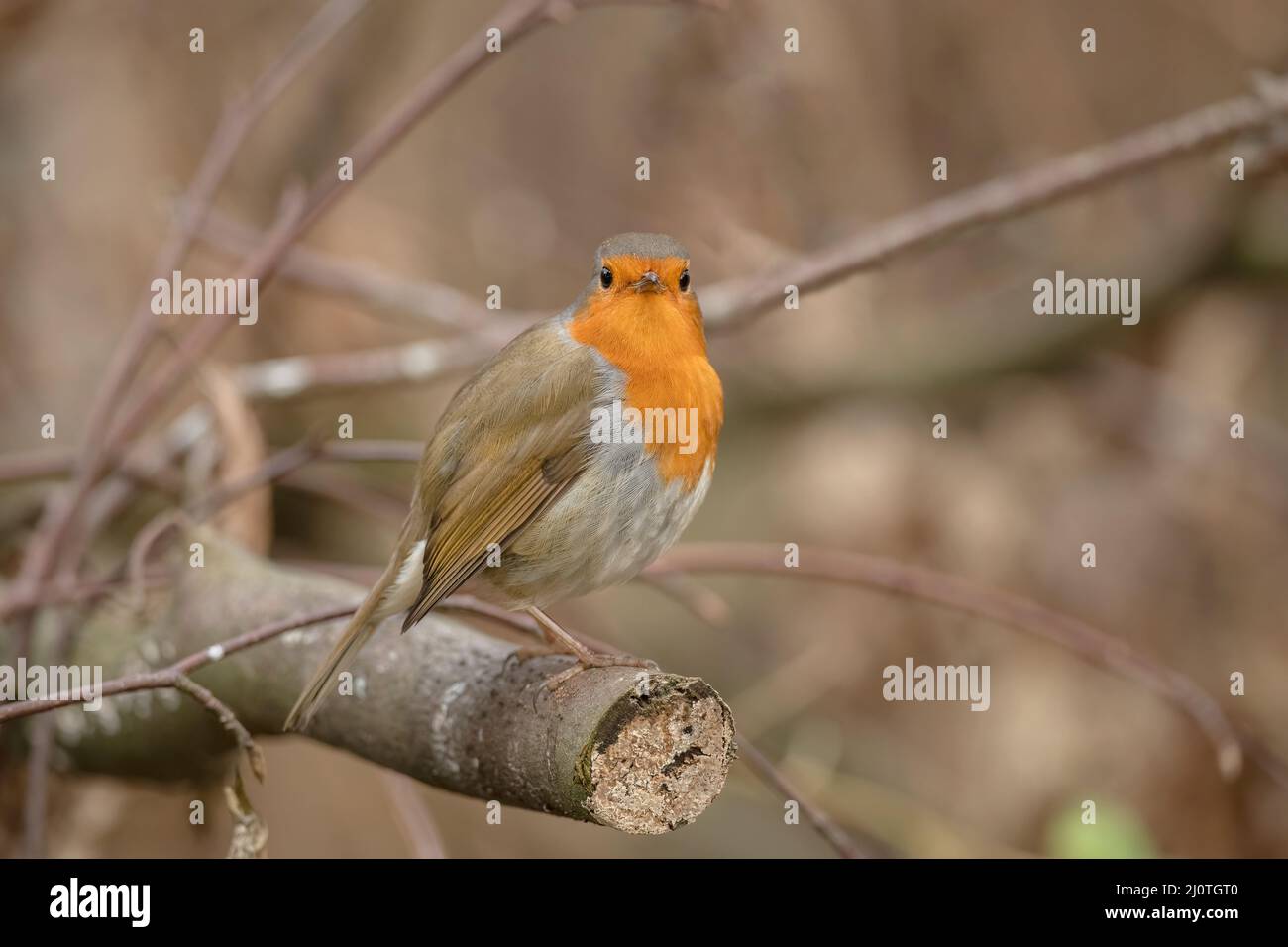 Robin, looking forwards on a branch, close up, in a forest, in Scotland Stock Photo