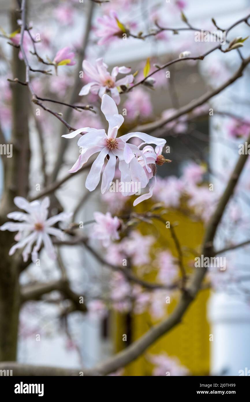Close up of magnolia tree with stunning pastel pink flowers ...