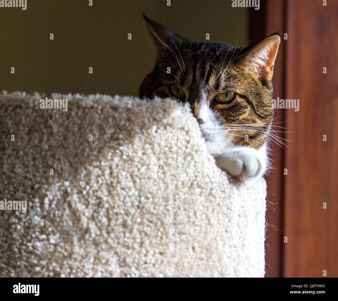 Cat hides face behind furniture and shadow Stock Photo Alamy