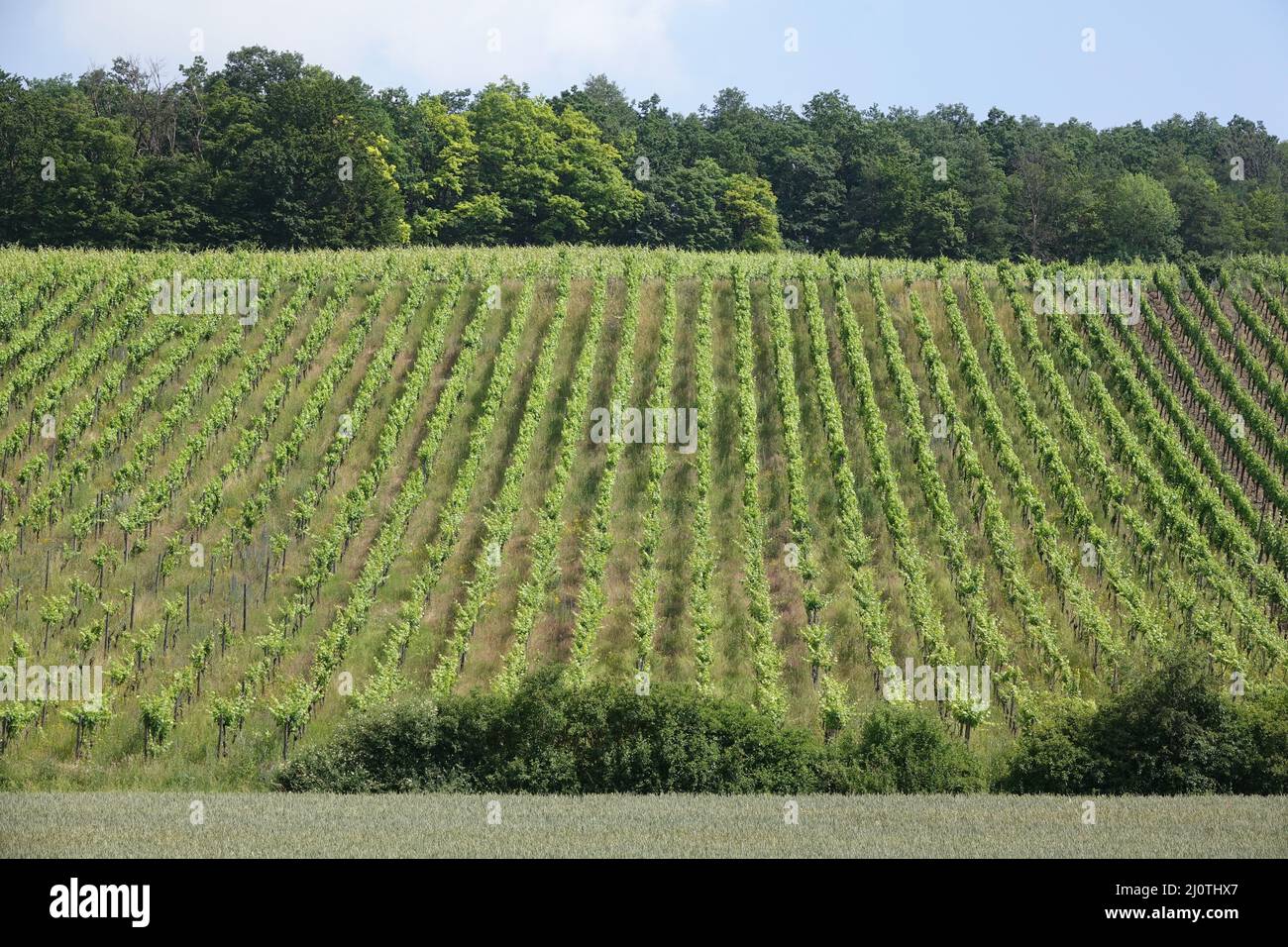 Vineyard near Eibelstadt Stock Photo