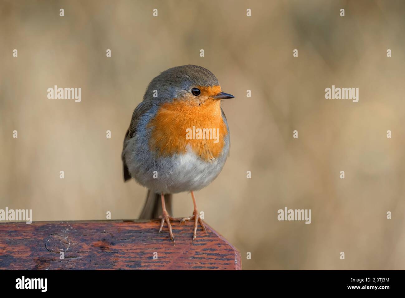 Robin looking forwards on a bench in a park with a woodland background, close up in Scotland Stock Photo