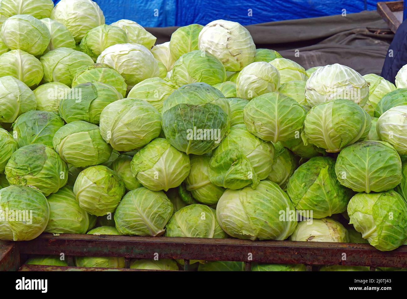 Bunch of green cabbage vegetable at farmers market stall Stock Photo