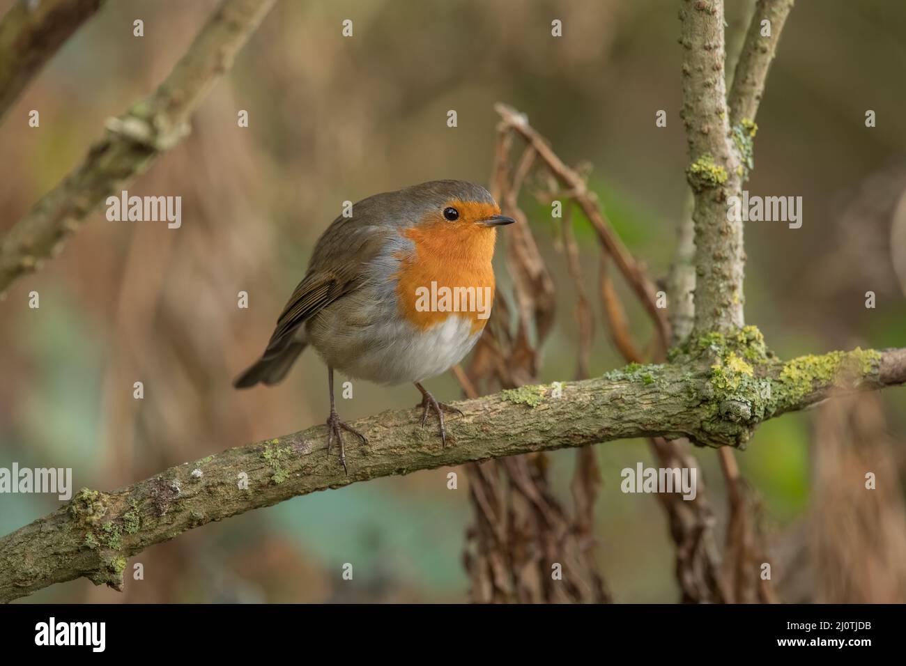 Robin, on a branch, looking sideways close up, in a forest, in Scotland ...