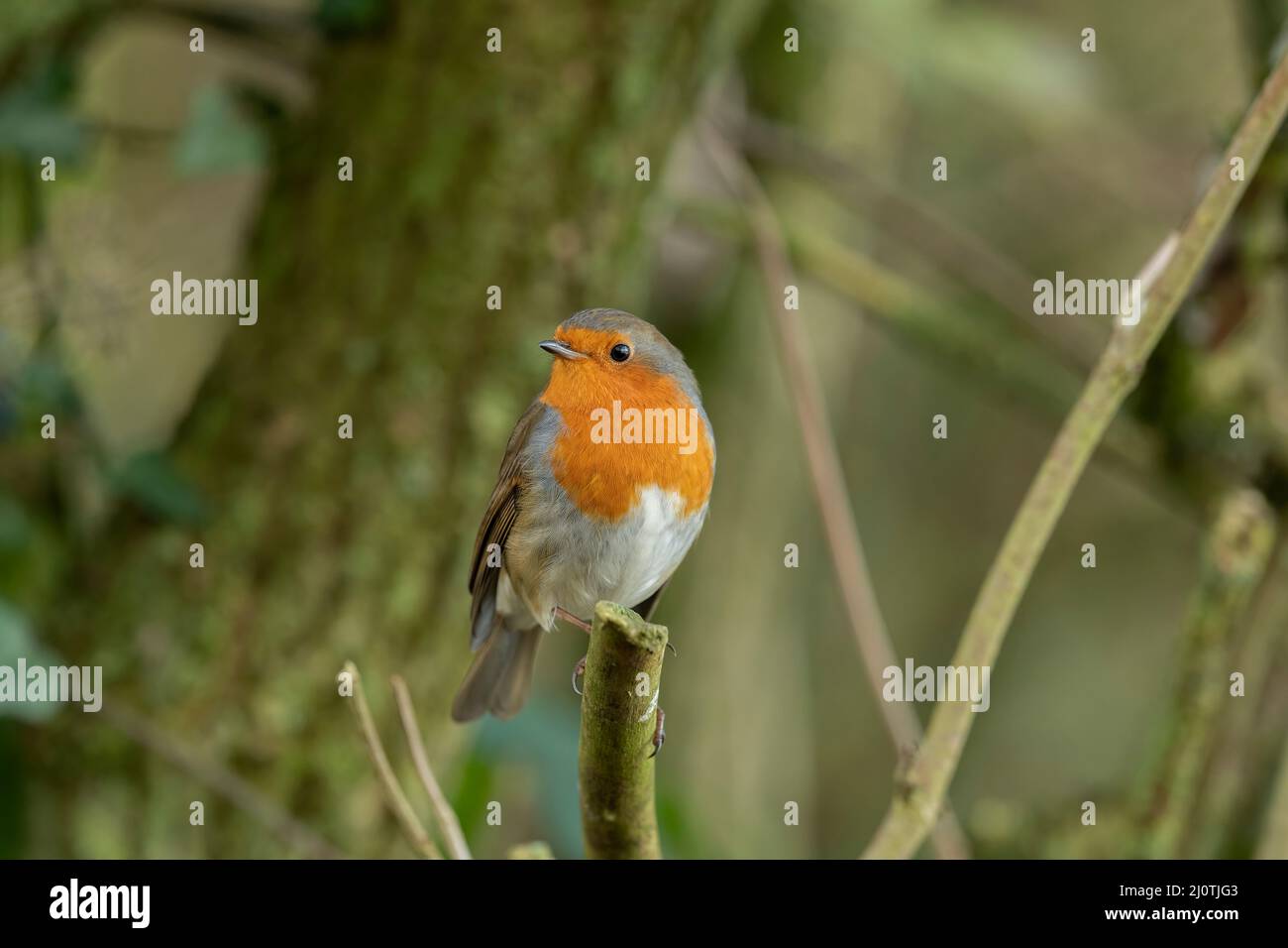 Robin, looking forwards, on a branch in a forest, close up in Scotland with a forest background Stock Photo