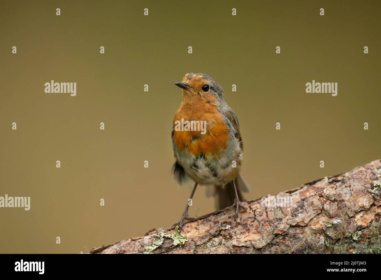 Robin juvenile  on a branch in a forest, close up in Scotland with a blurred background Stock Photo