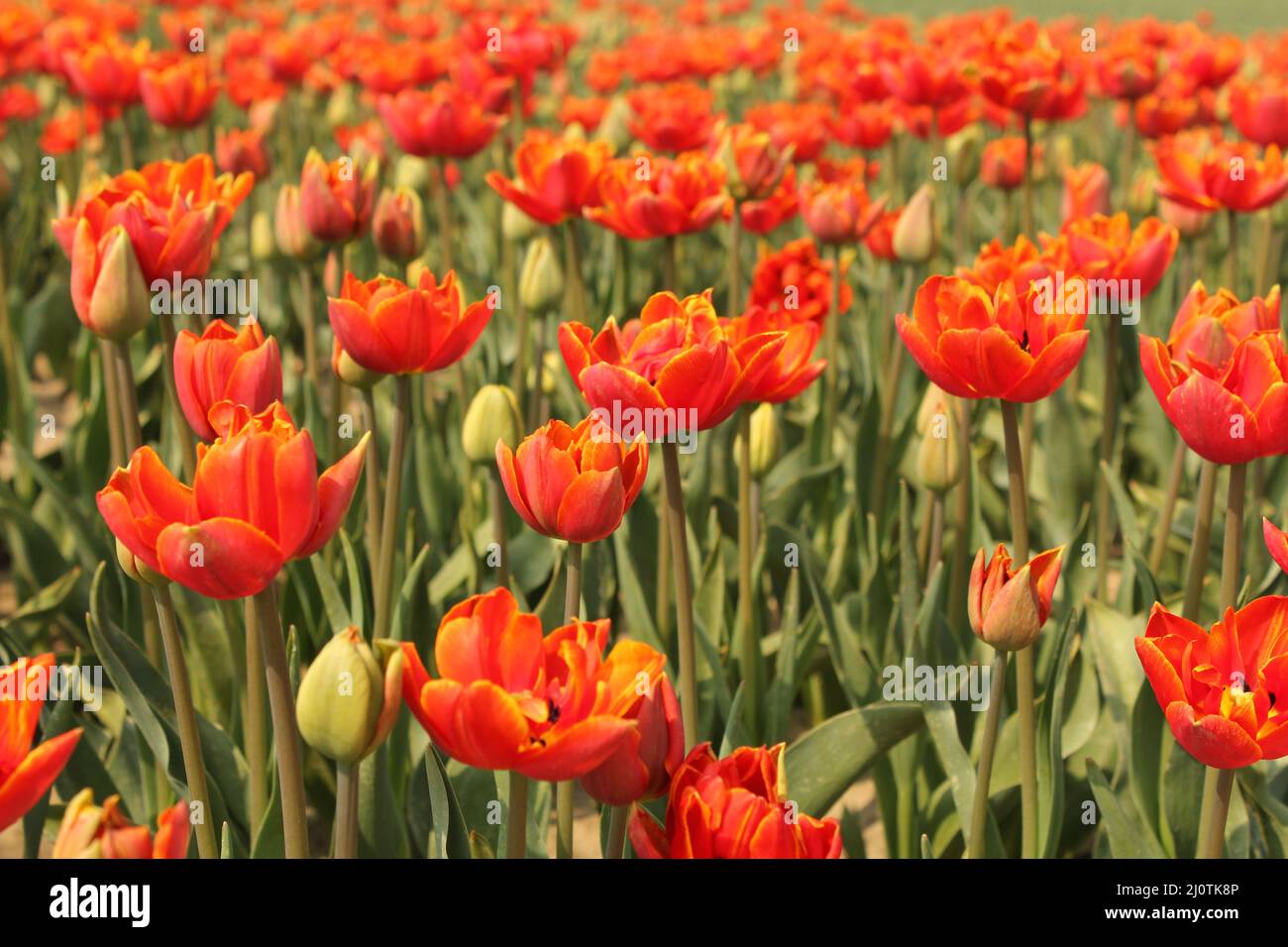 a bulb field with special red peony tulips with a yellow edge and green stems in holland in springtime Stock Photo