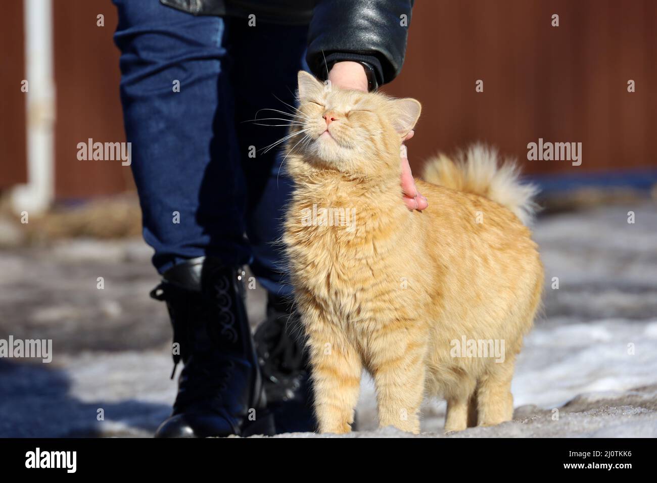 Happy cat near female legs on a spring street, woman stroking a red fluffy cat on the head Stock Photo