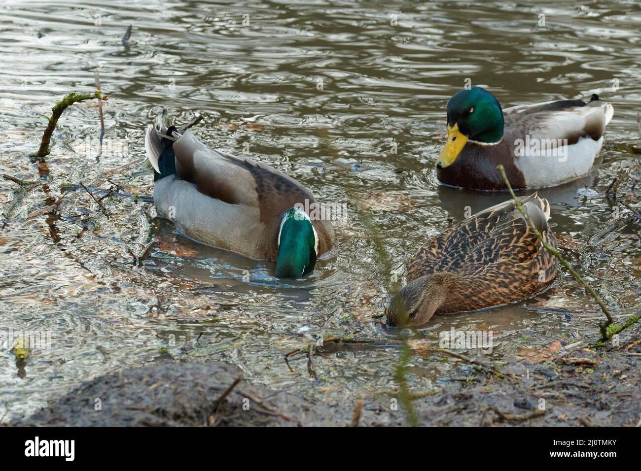 Three ducks in the water of a small river Stock Photo