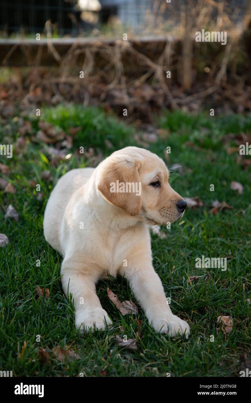 Cute Yellow Labrador Retriever puppy plays in the grass and leaves Stock Photo