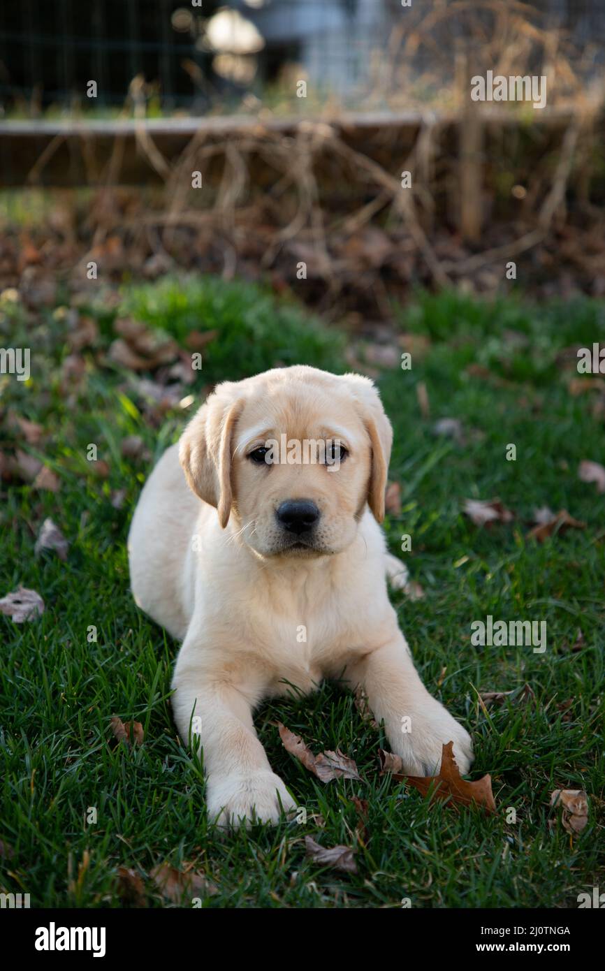 Cute Yellow Labrador Retriever puppy plays in the grass and leaves Stock Photo