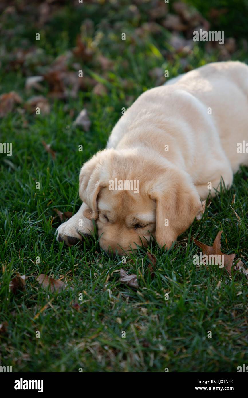 Cute Yellow Labrador Retriever puppy plays in the grass and leaves Stock Photo