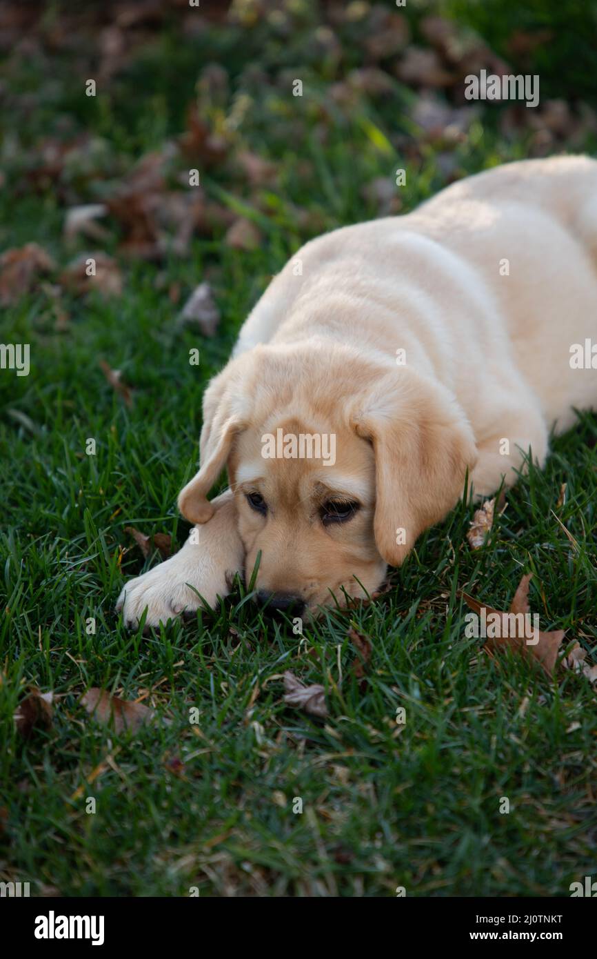 Cute Yellow Labrador Retriever puppy plays in the grass and leaves Stock Photo