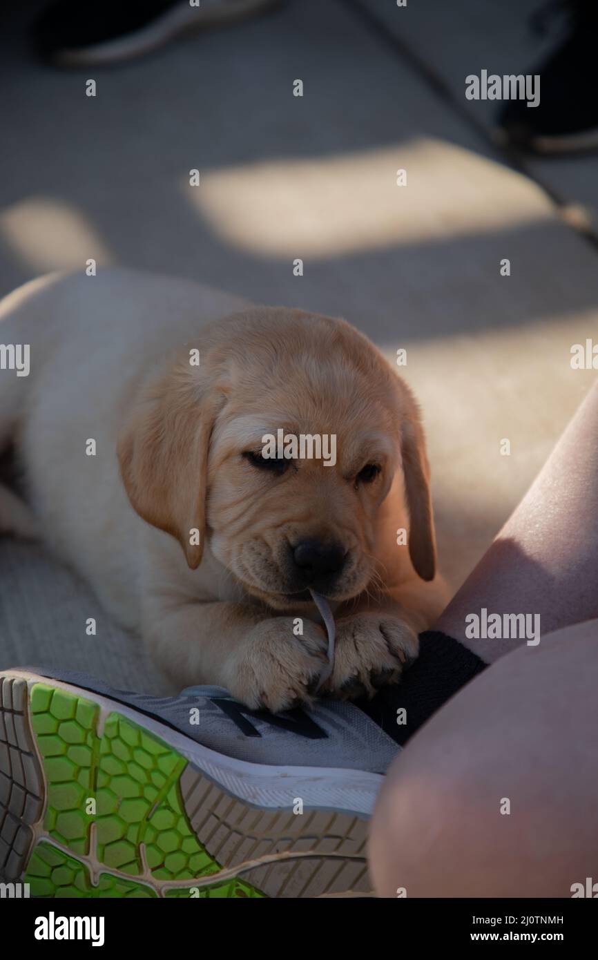 Yellow lab best sale shoes