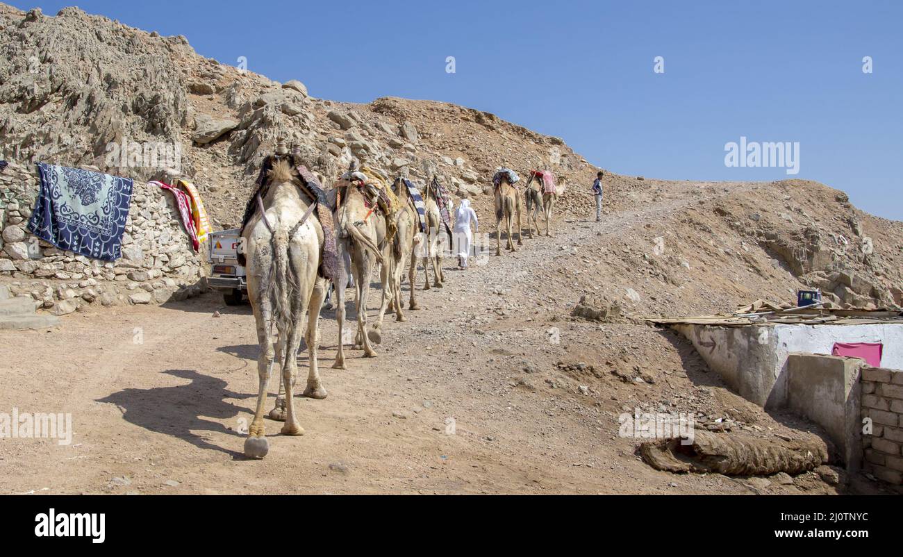 Camel caravan for tourists. A camelback Bedouin safari ride in Dahab. Egypt. Stock Photo