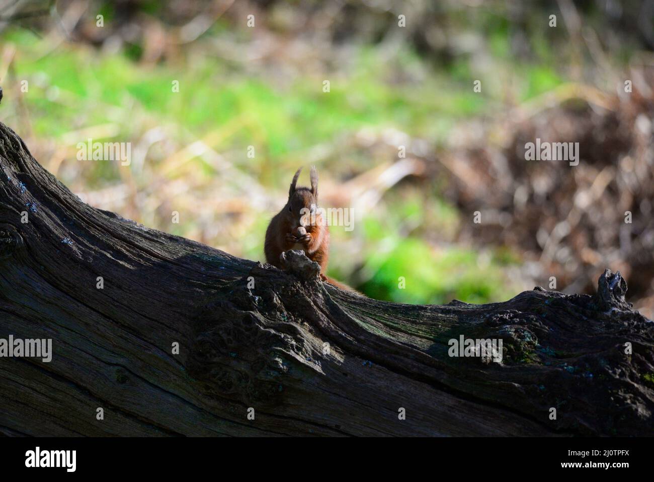red squirrel or Sciurus vulgaris Stock Photo