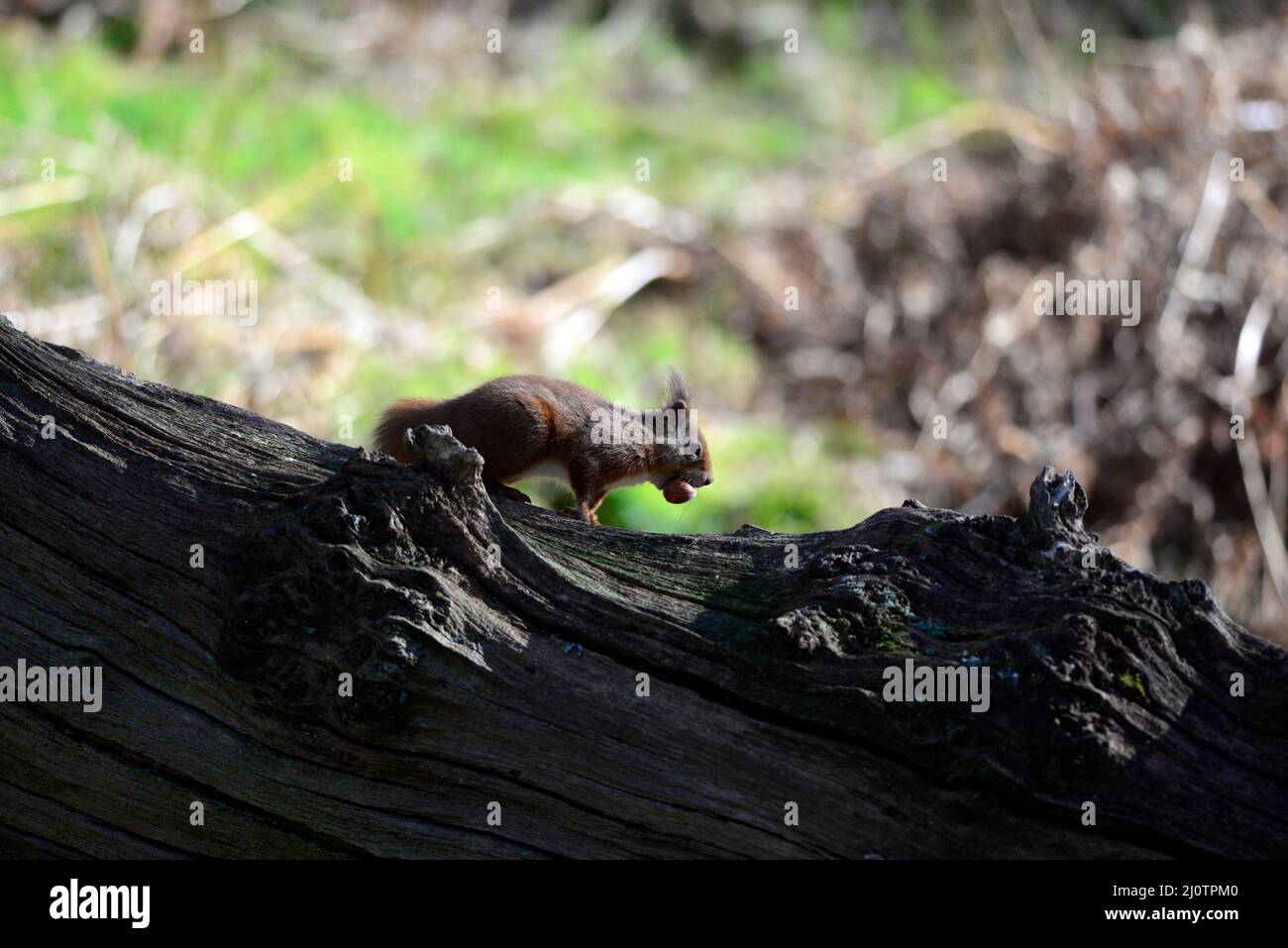 red squirrel or Sciurus vulgaris Stock Photo