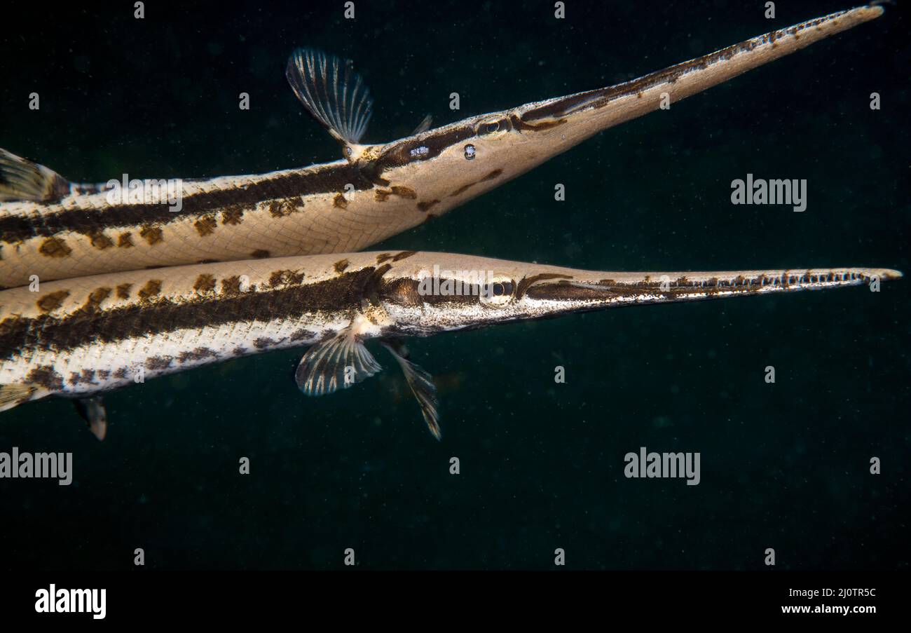 Longnose gar swimming underwater in the St. Lawrence River. Stock Photo