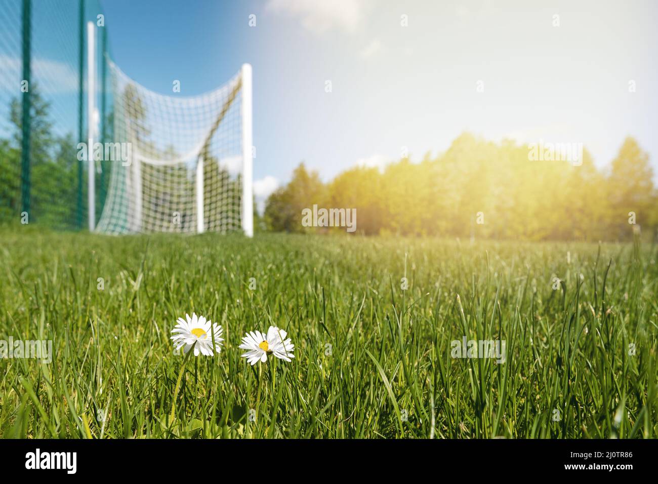 Blooming daisy flowers on soccer field Stock Photo Alamy