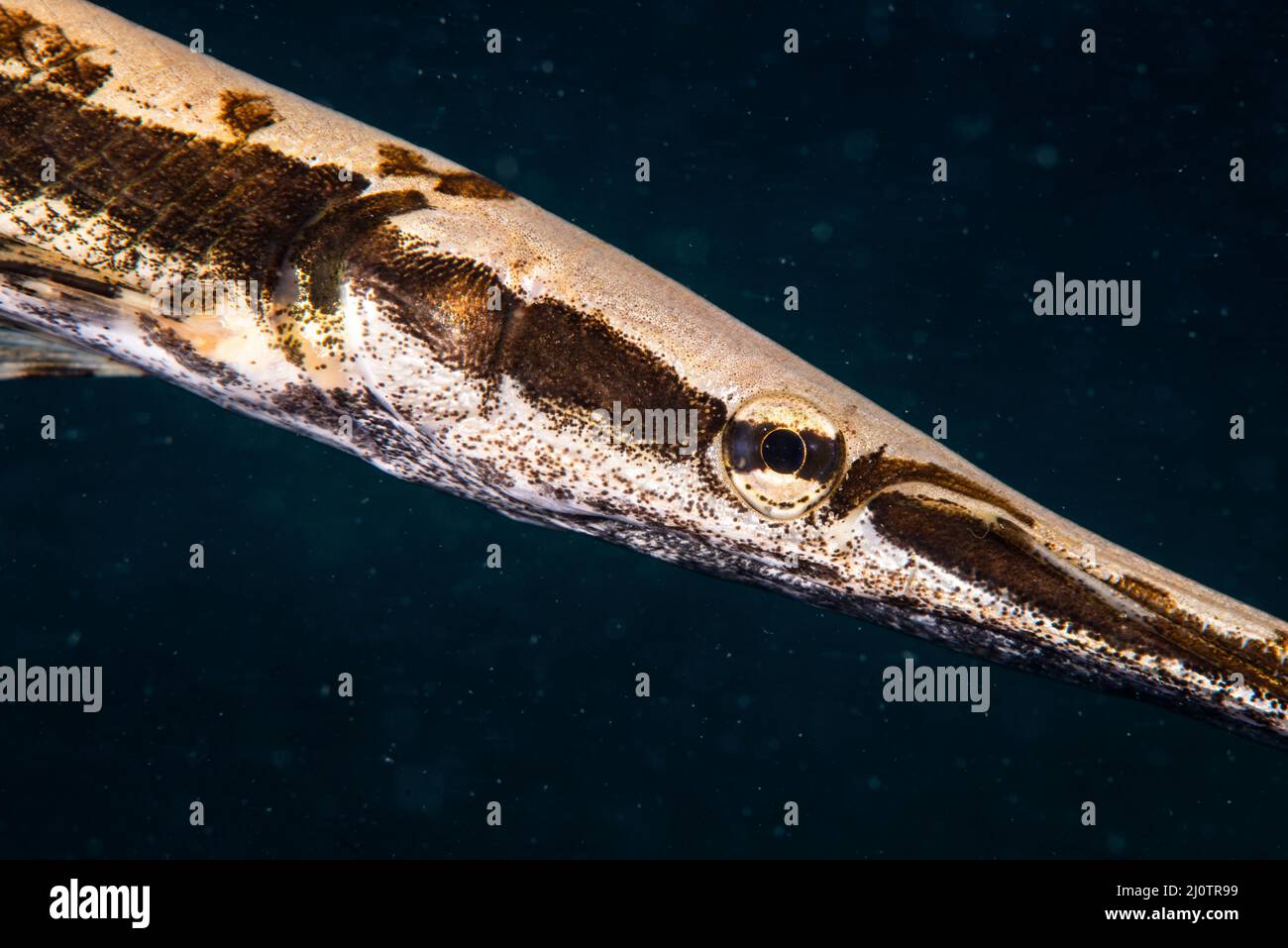 Longnose gar swimming underwater in the St. Lawrence River. Stock Photo