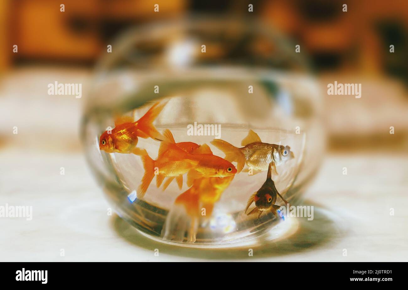Closeup of the small cute goldfish swimming in the round aquarium Stock Photo