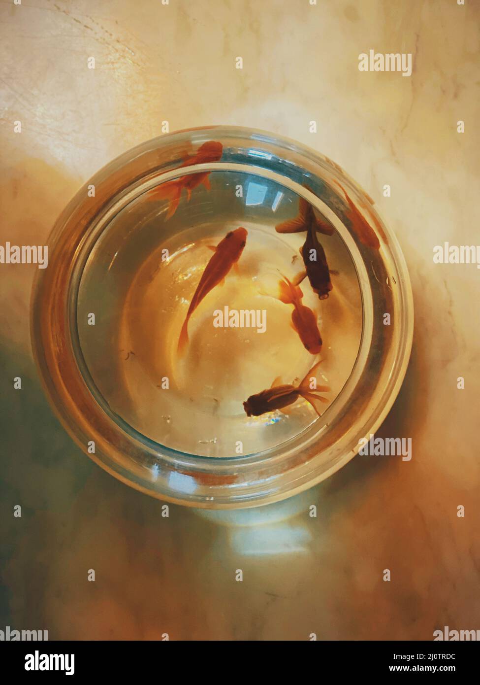 Top view of the small cute goldfish swimming in the round aquarium Stock Photo