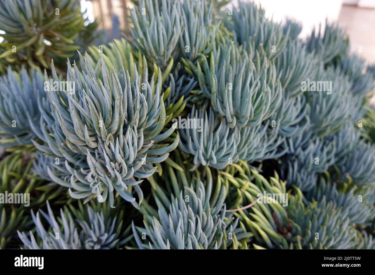 Curio talinoides var. madraliscae - Zierblume in einem Pflanzkübel, Fuerteventura, Spanien Stock Photo