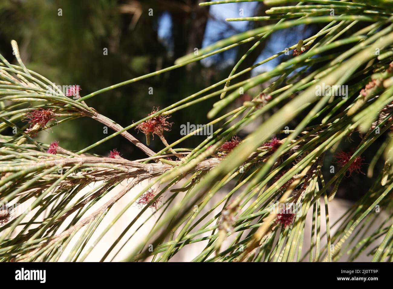 Schachtelhalmblättrige Kasuarine (Casuarina equisetifolia), auch Kängurubaum oder Kasuarinabaum, Fuerteventura, Spanien, Morro Jable Stock Photo