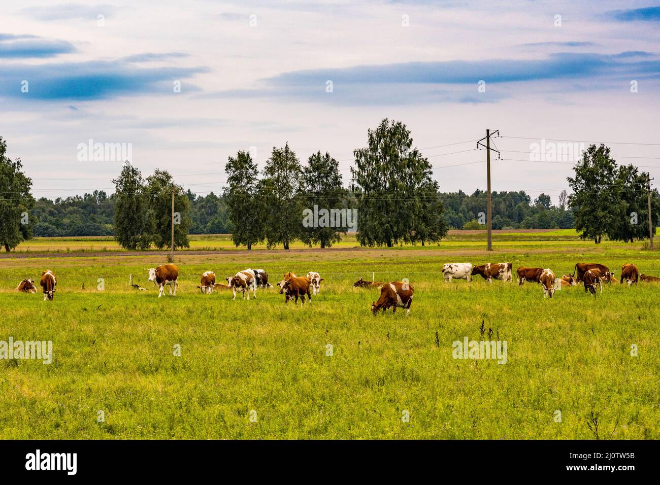 Rural landscape with grazing cows in a meadow Stock Photo - Alamy