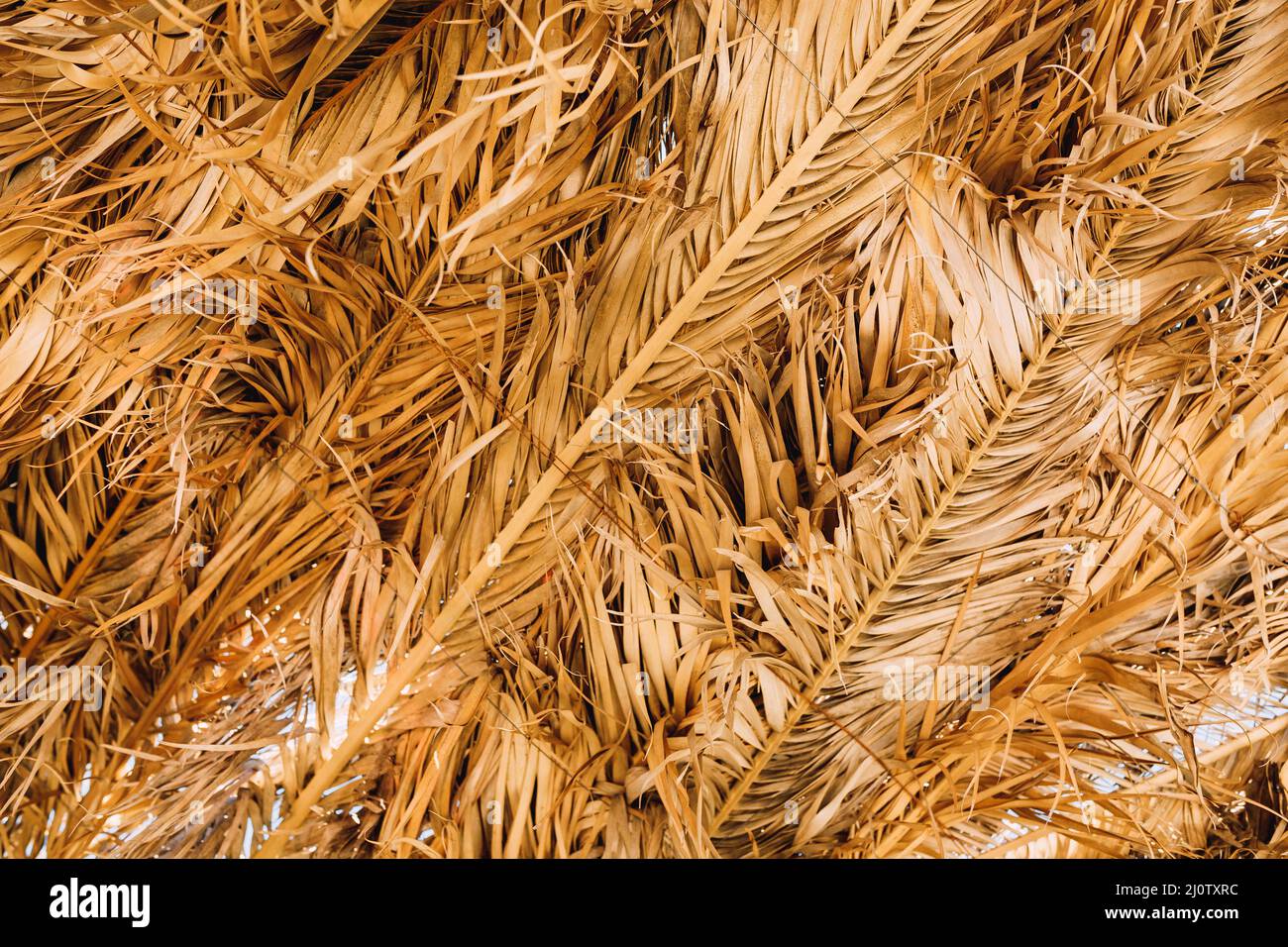 Dried brown palm leaves. Close-up Stock Photo