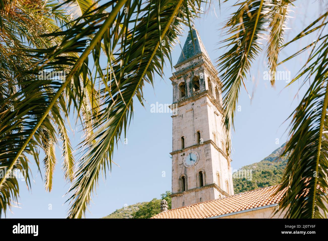 Bell tower of St. Nicholas Church seen through green palm branches. Montenegro Stock Photo