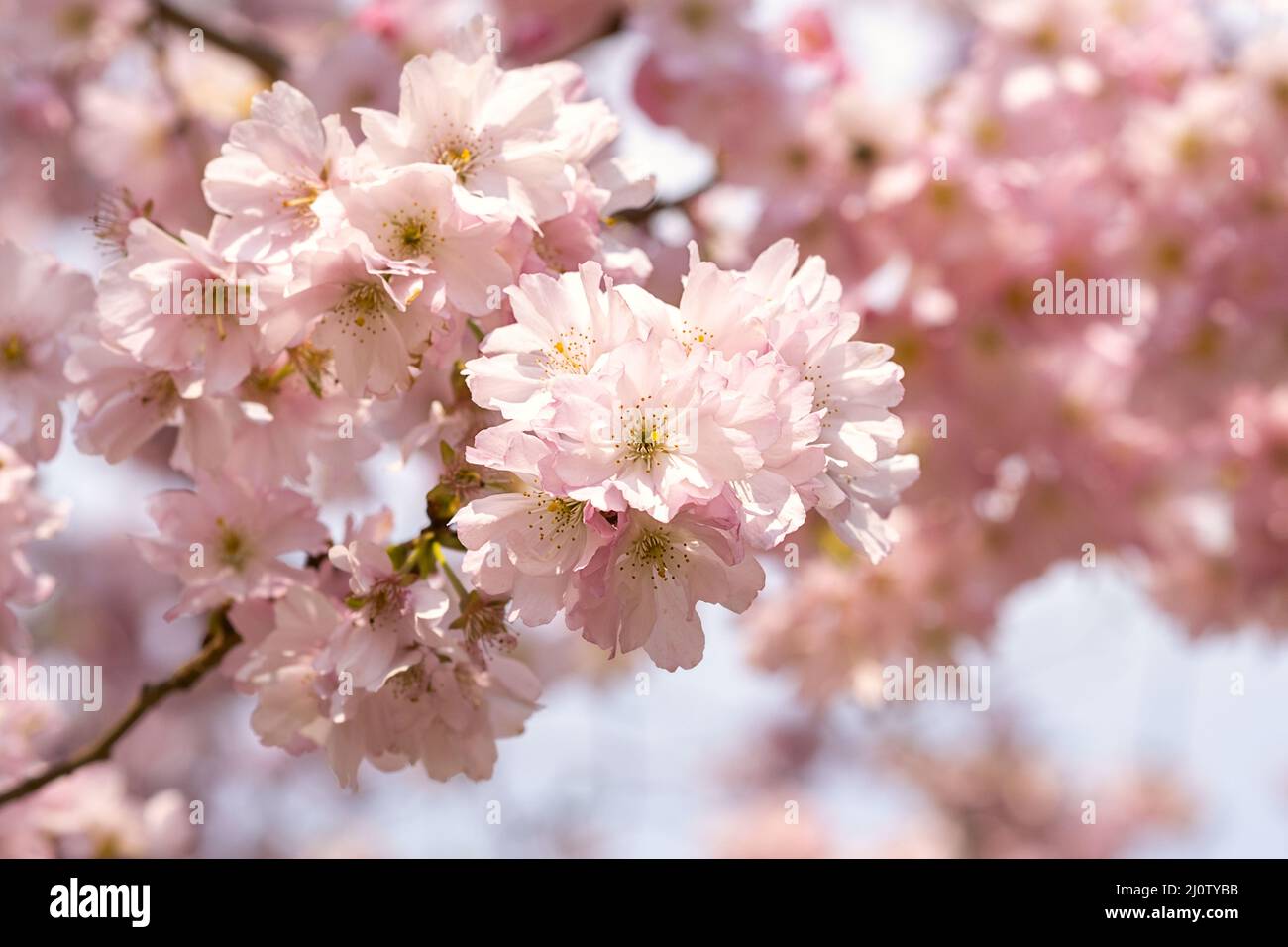 Sakura tree blossoms close up. Selective focus and copy space. Spring sakura blossoms. Pink cherry blossom twig close up over blue bokeh background. Spring trees blossom. Macro photography Stock Photo