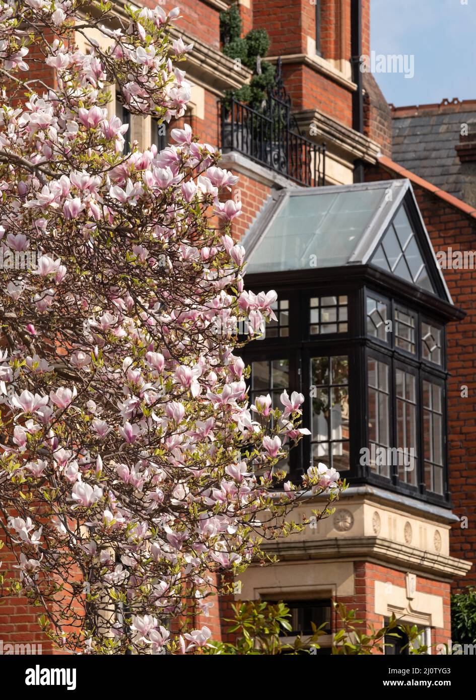 Magnolia tree with stunning pink flowers. Photographed on Eldon Street in Kensington, west London UK. Stock Photo
