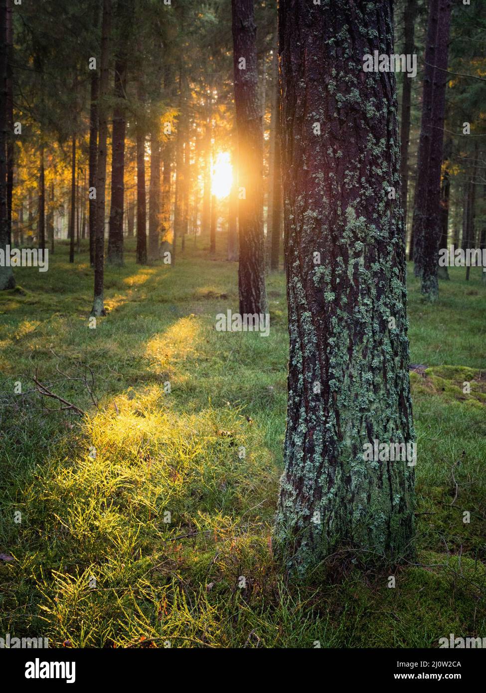 Silent Forest in spring with beautiful bright sun rays Stock Photo