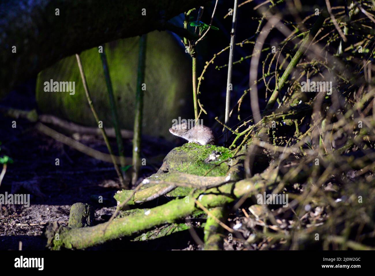 Wood mouse  apodemus sylvaticus Stock Photo