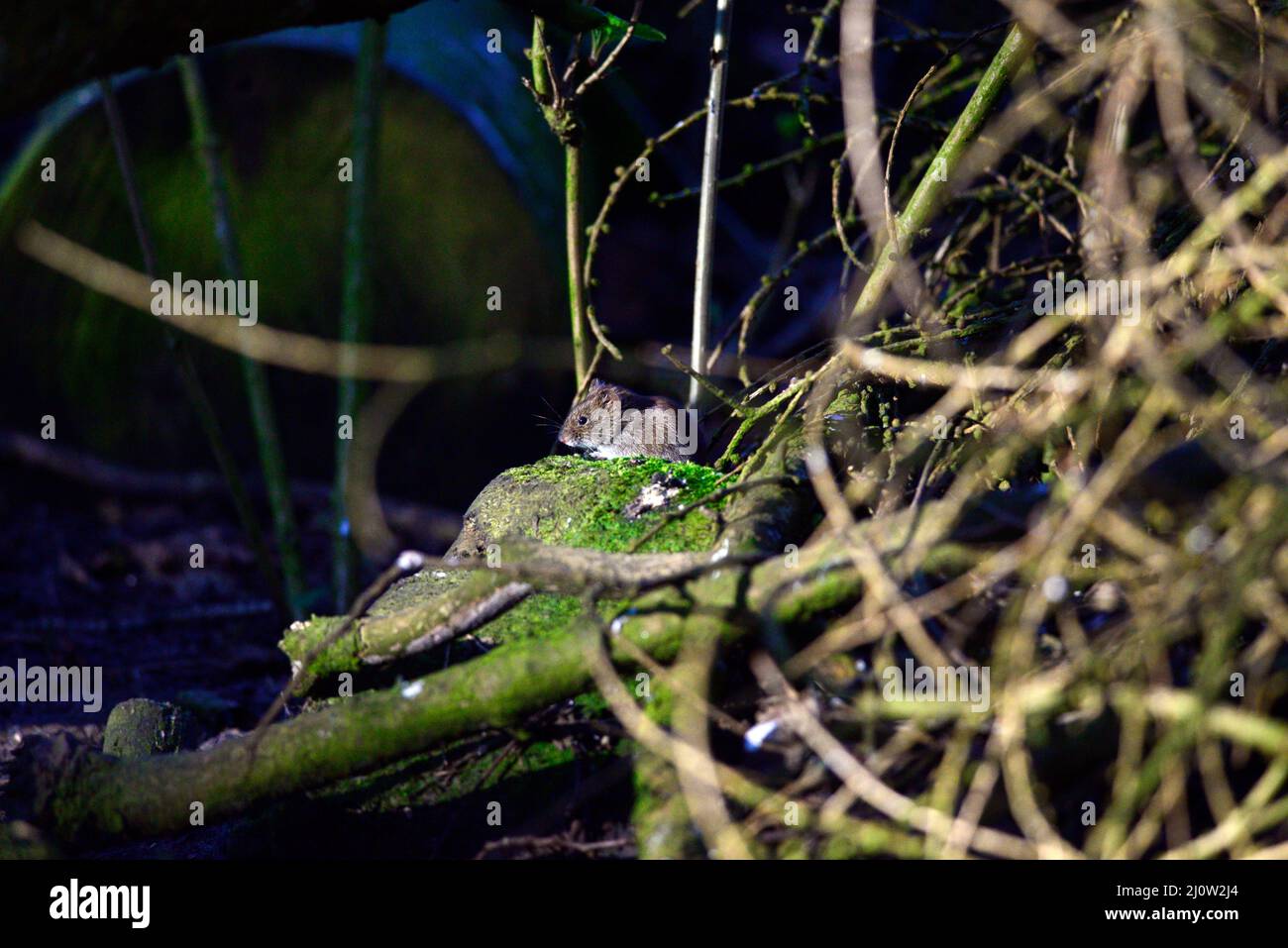 Wood mouse  apodemus sylvaticus Stock Photo