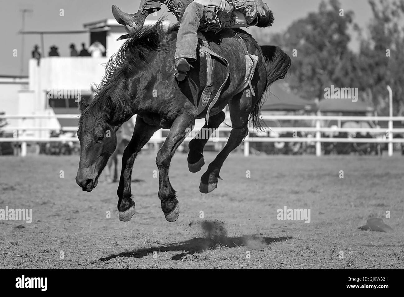 Cowboy rides a bucking horse in bareback bronc event at a country rodeo. Stock Photo