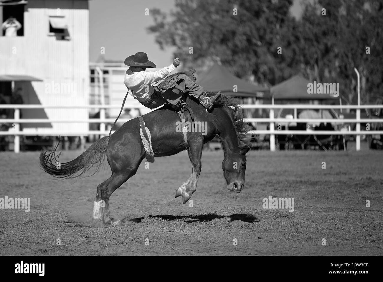 Cowboy rides a bucking horse in bareback bronc event at a country rodeo. Stock Photo