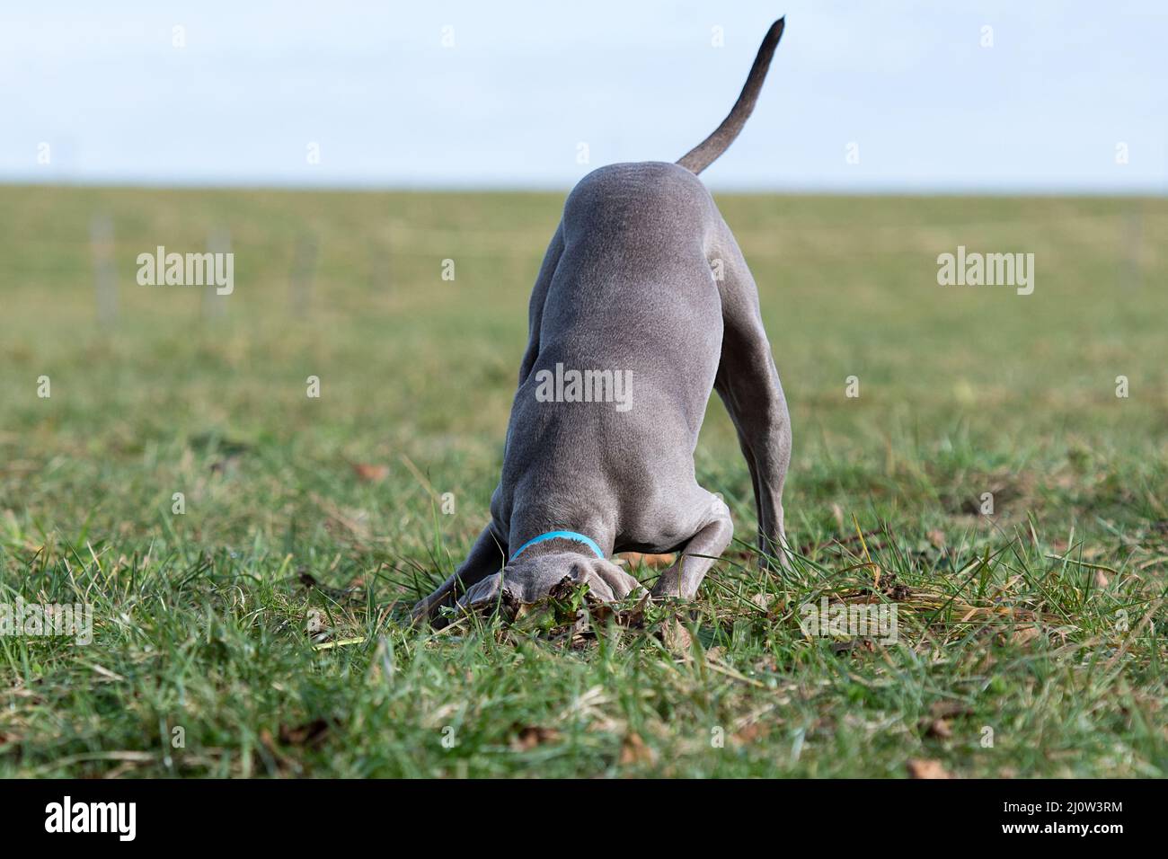 Dog digging for mice Stock Photo