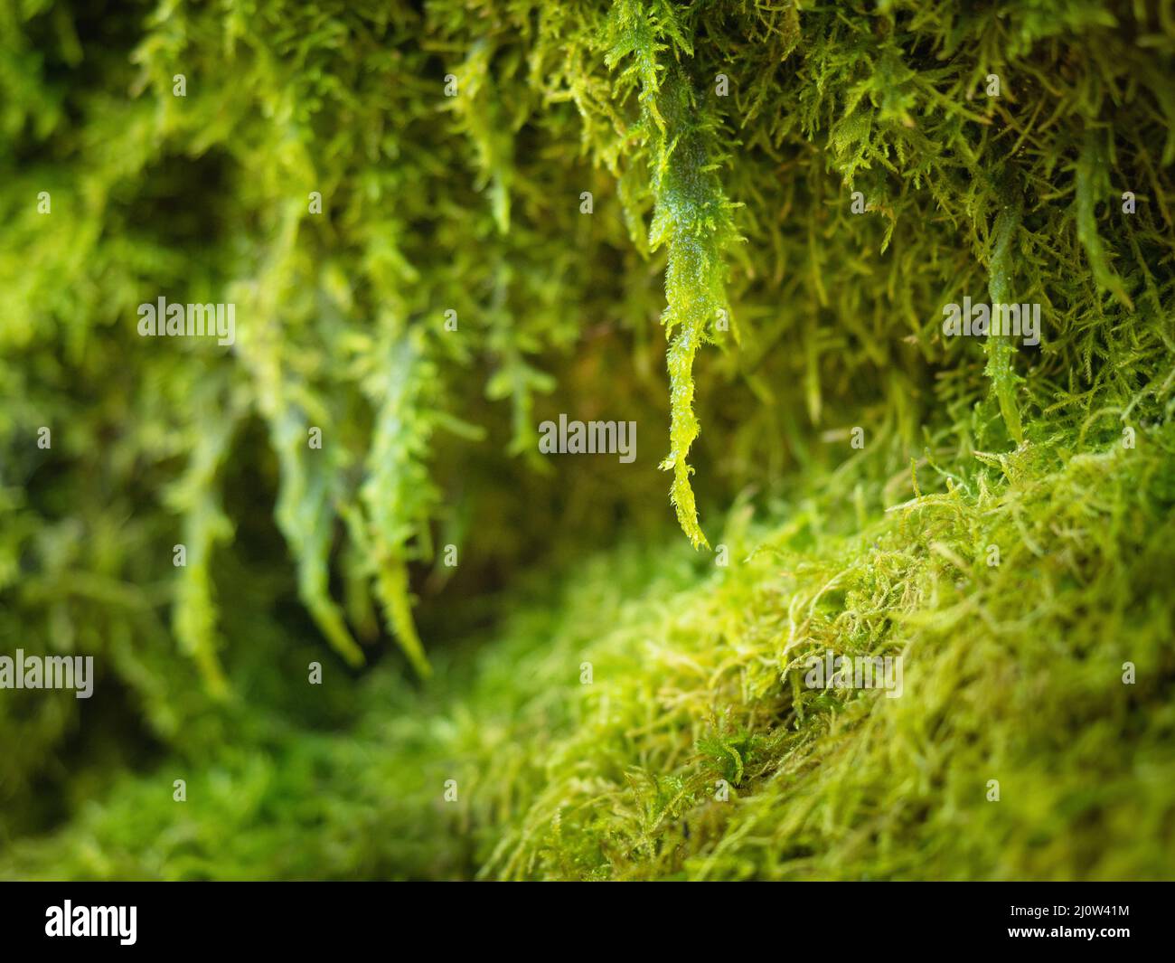Moss green flower hi-res stock photography and images - Alamy