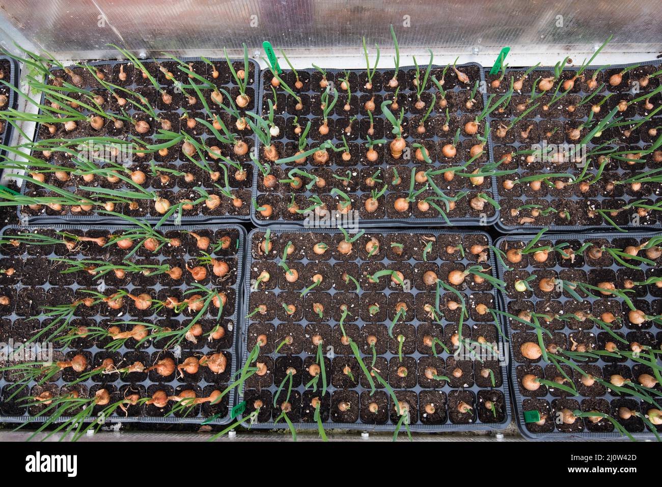 Photothermoperiodic sets hires stock photography and images Alamy