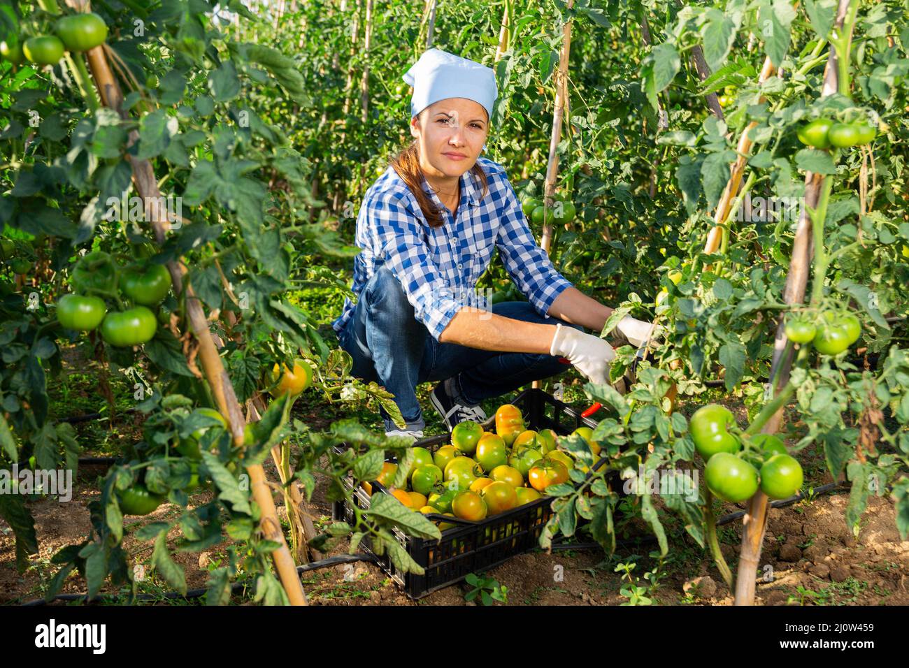 Successful female gardener with ripe tomatoes on the field Stock Photo ...