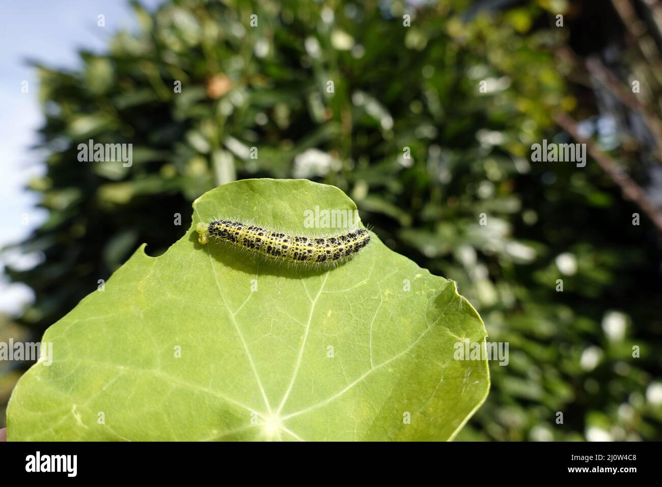Large cabbage white (Pieris brassicae) - caterpillar on a leaf of nasturtium (Tropaeolum sp.) Stock Photo