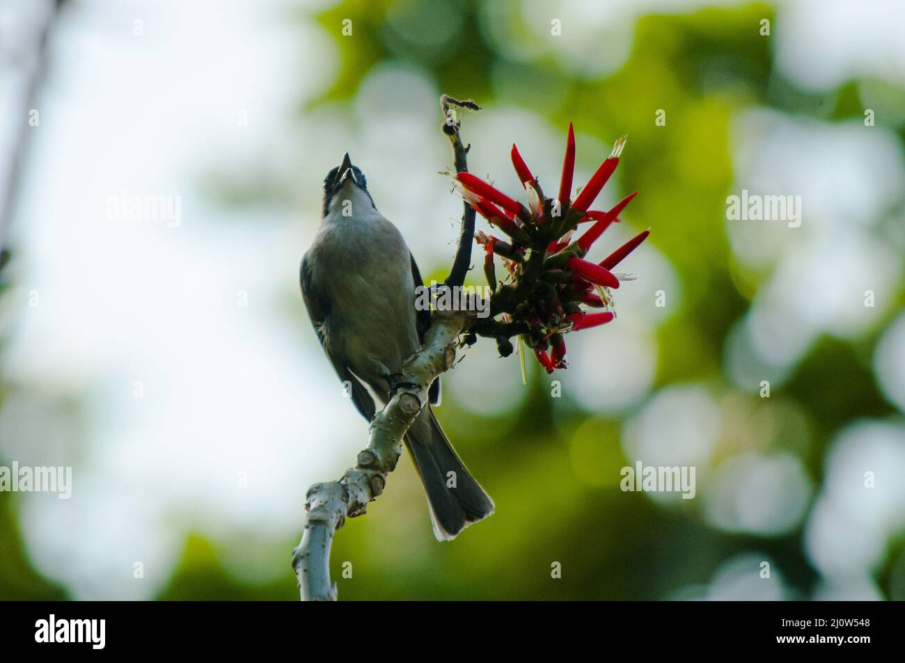 A low-angle shot of a bird perched of a twig with a flowering red plant on a blurred background Stock Photo