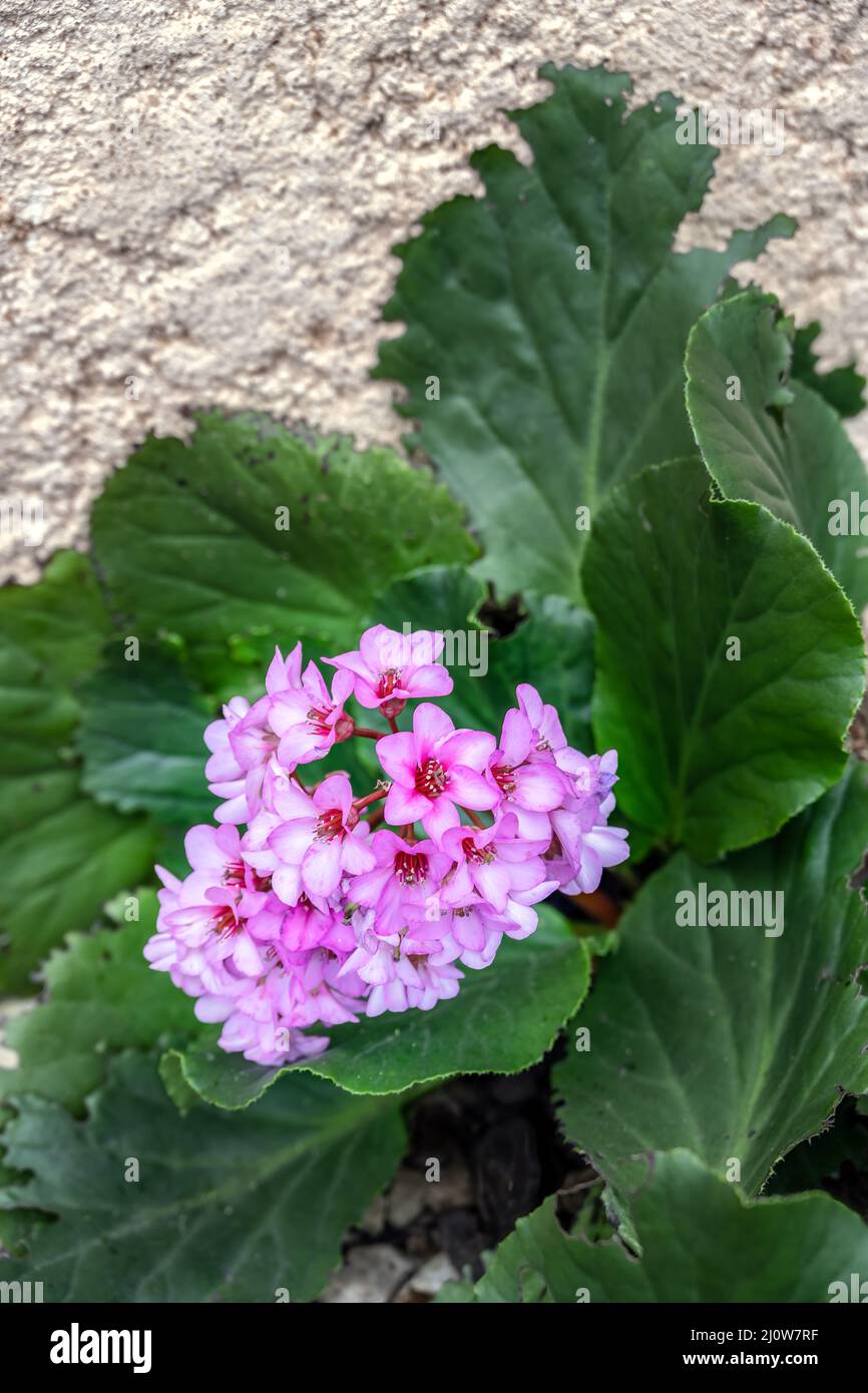 Clump forming pink Bergenia cordifolia in winter in the south of France, close up Stock Photo