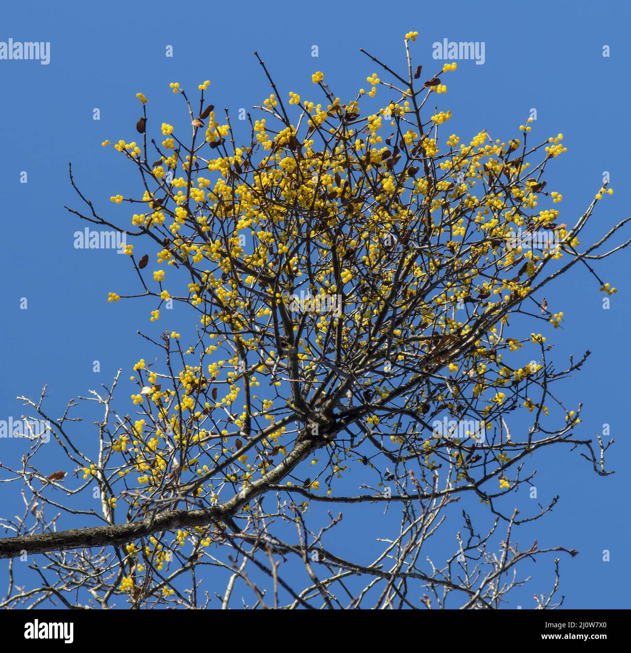 European loranthus (Loranthus europaeus) yellow berries. Yellow-berried mistletoe in the winter. Stock Photo