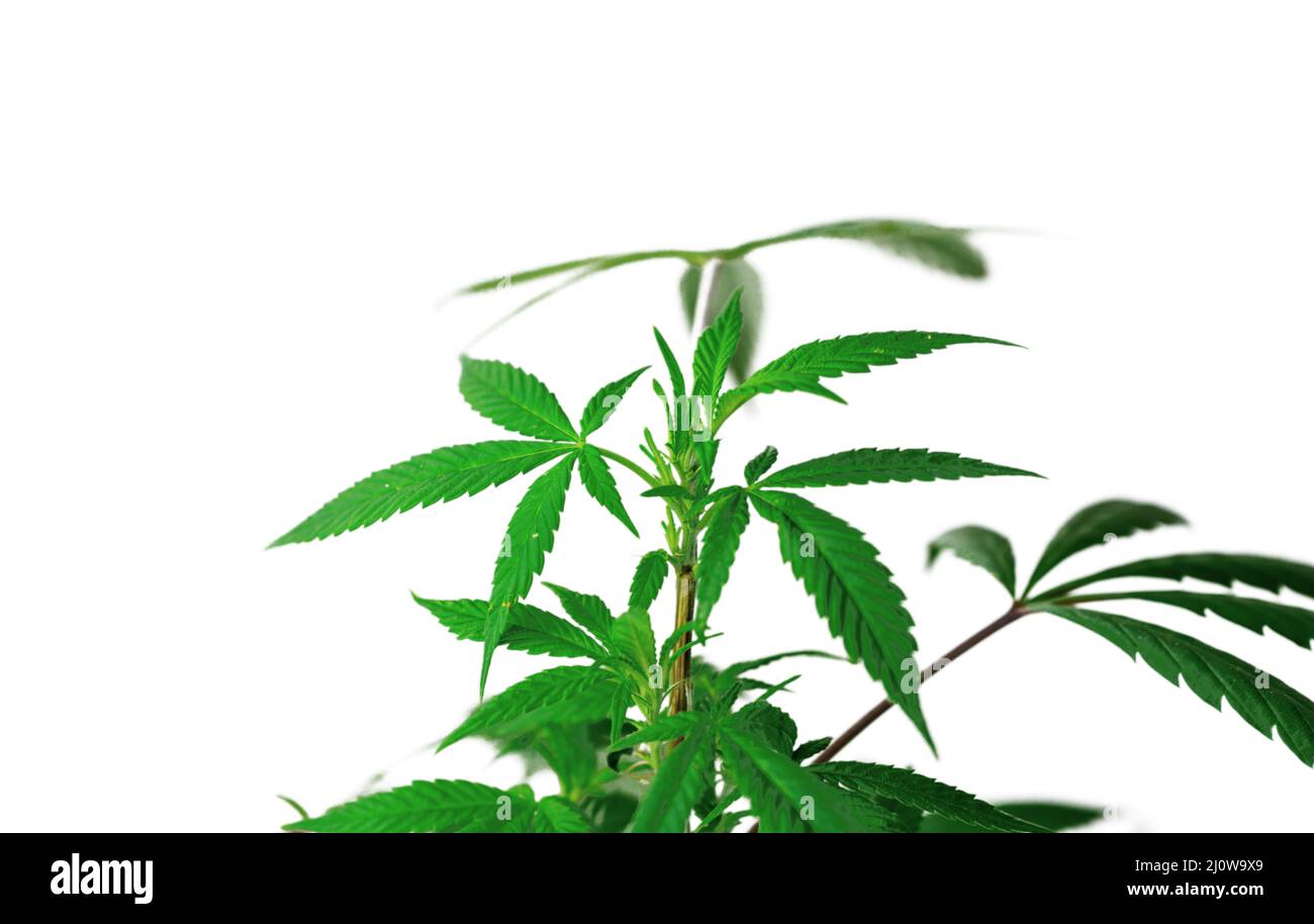 Leafy Cannabis plant isolated on white background with copy space Stock Photo