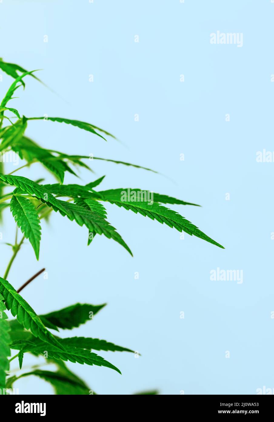 Leafy medical Cannabis plant isolated on blue background with copy space Stock Photo
