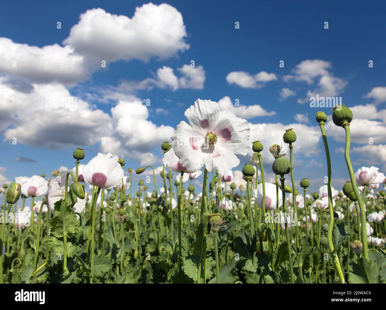 Detail of flowering opium poppy in Latin papaver somniferum, poppy field, white colored poppy is grown in Czech Republic Stock Photo