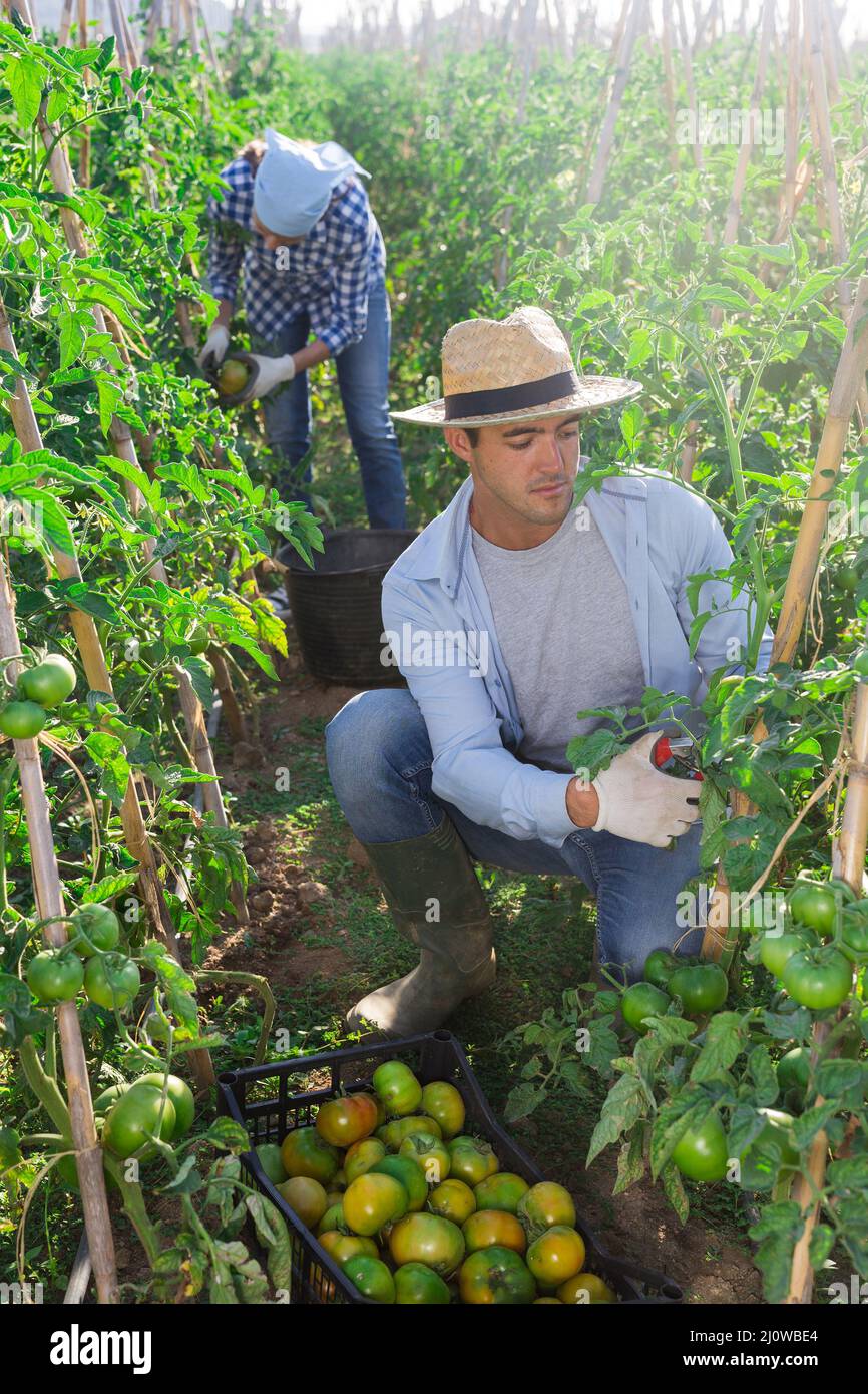 Farmer harvesting crop of underripe tomatoes in garden Stock Photo - Alamy