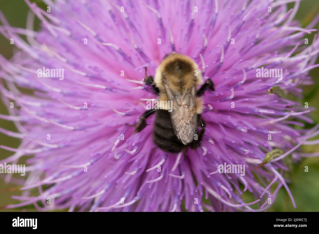 Bumblebee on thistle flower in Shenandoah National Park. Stock Photo